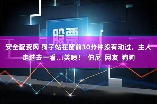 安全配资网 狗子站在窗前30分钟没有动过，主人走过去一看…笑喷！_伯尼_网友_狗狗